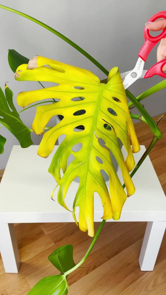 Spot plant issues before they blossom - Expert tips inside!