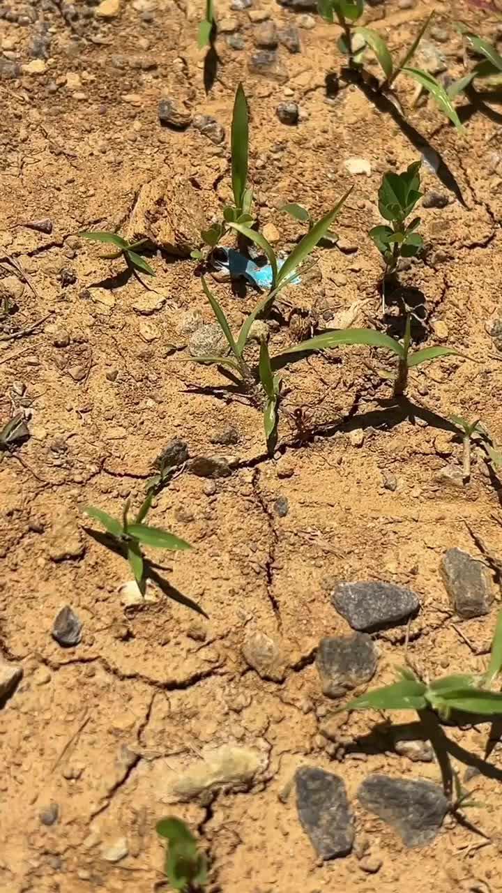 Join The Ants and start your legend!