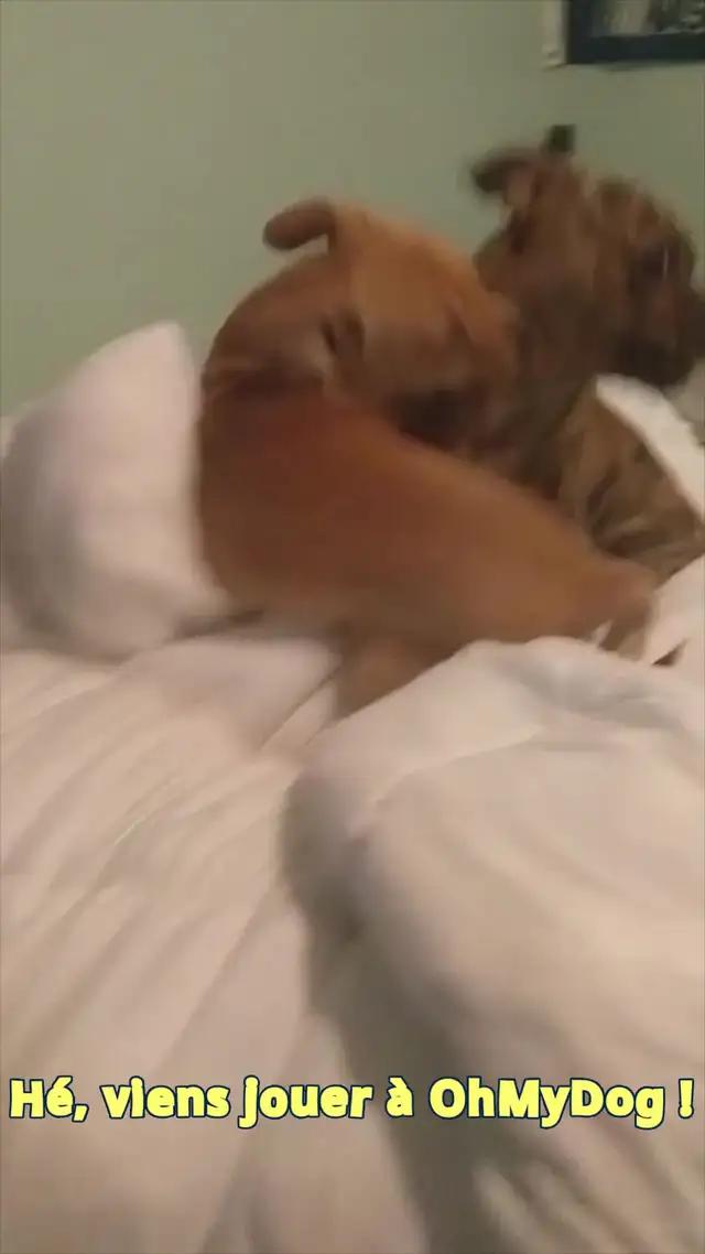 El primer juego móvil de personajes de perros