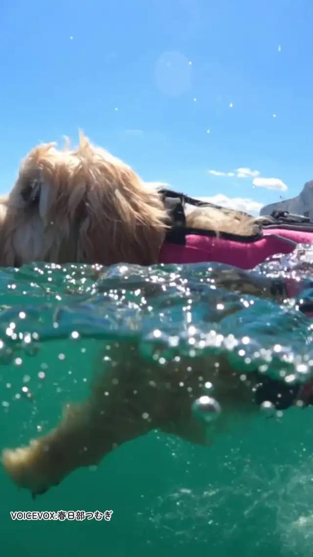 コミュニティ型動物SNS Tier まずはアプリを無料ダウンロード!!