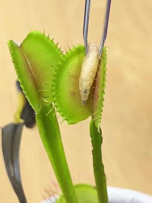 Try PlantIn for free!