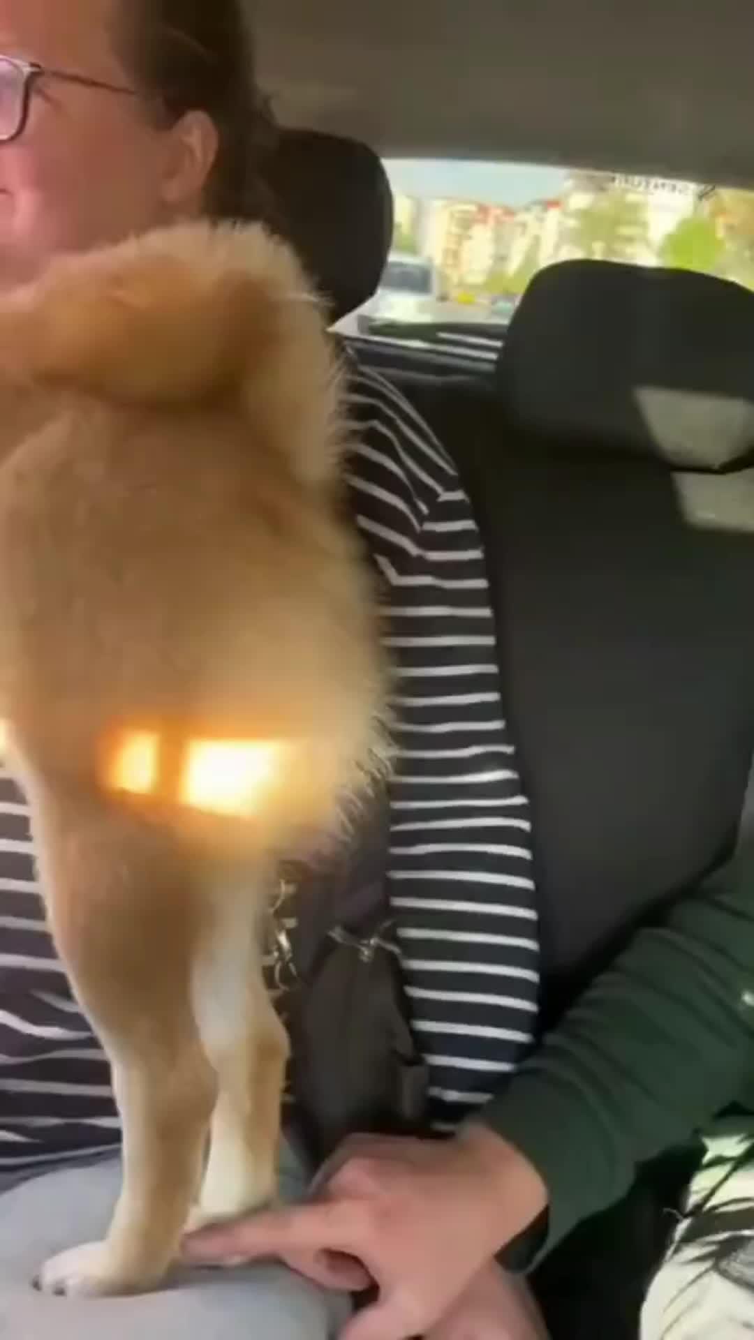 Elevate Your Pup's Skills in Days!