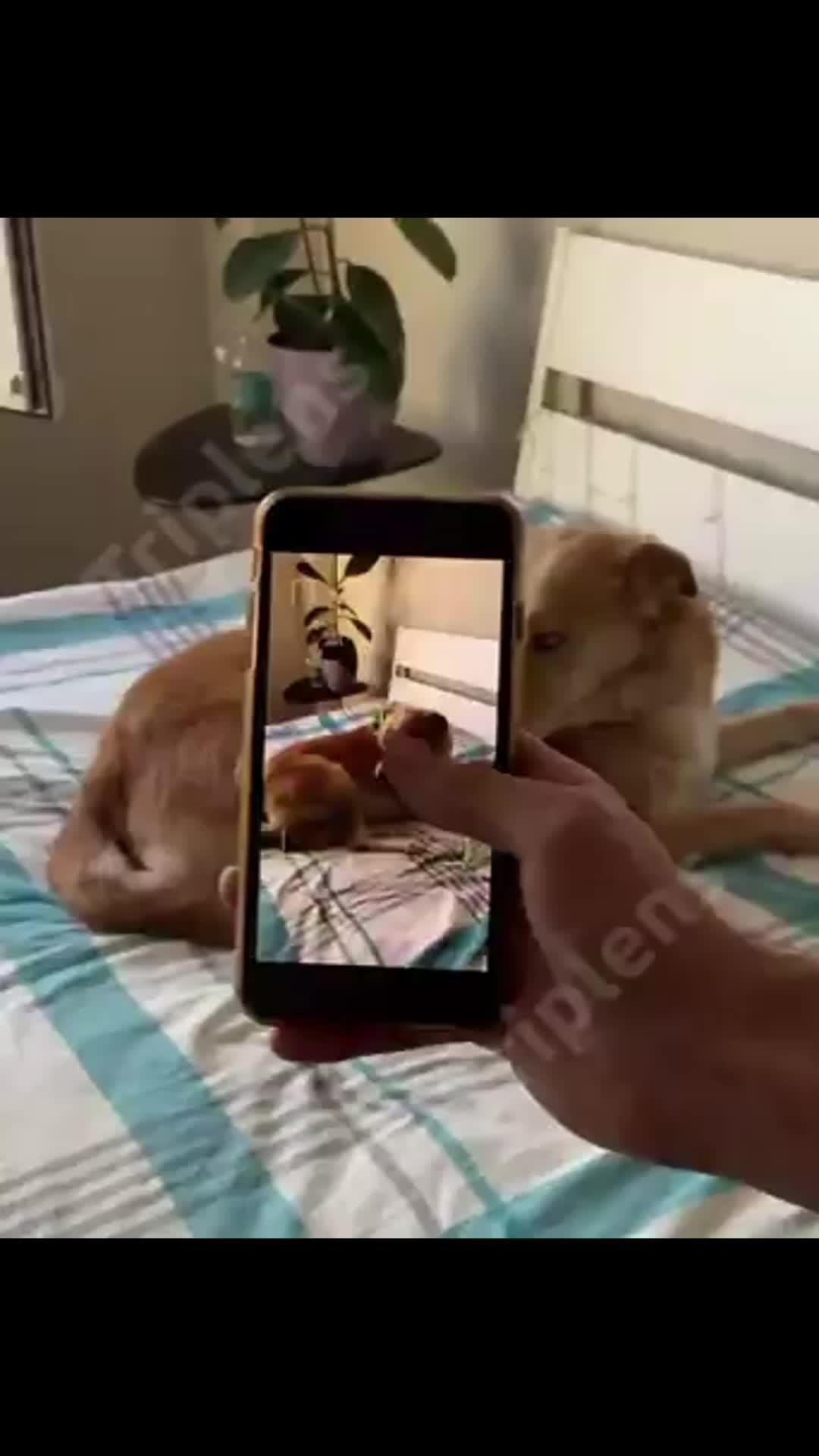 Make your work life simpler with this smart editor!