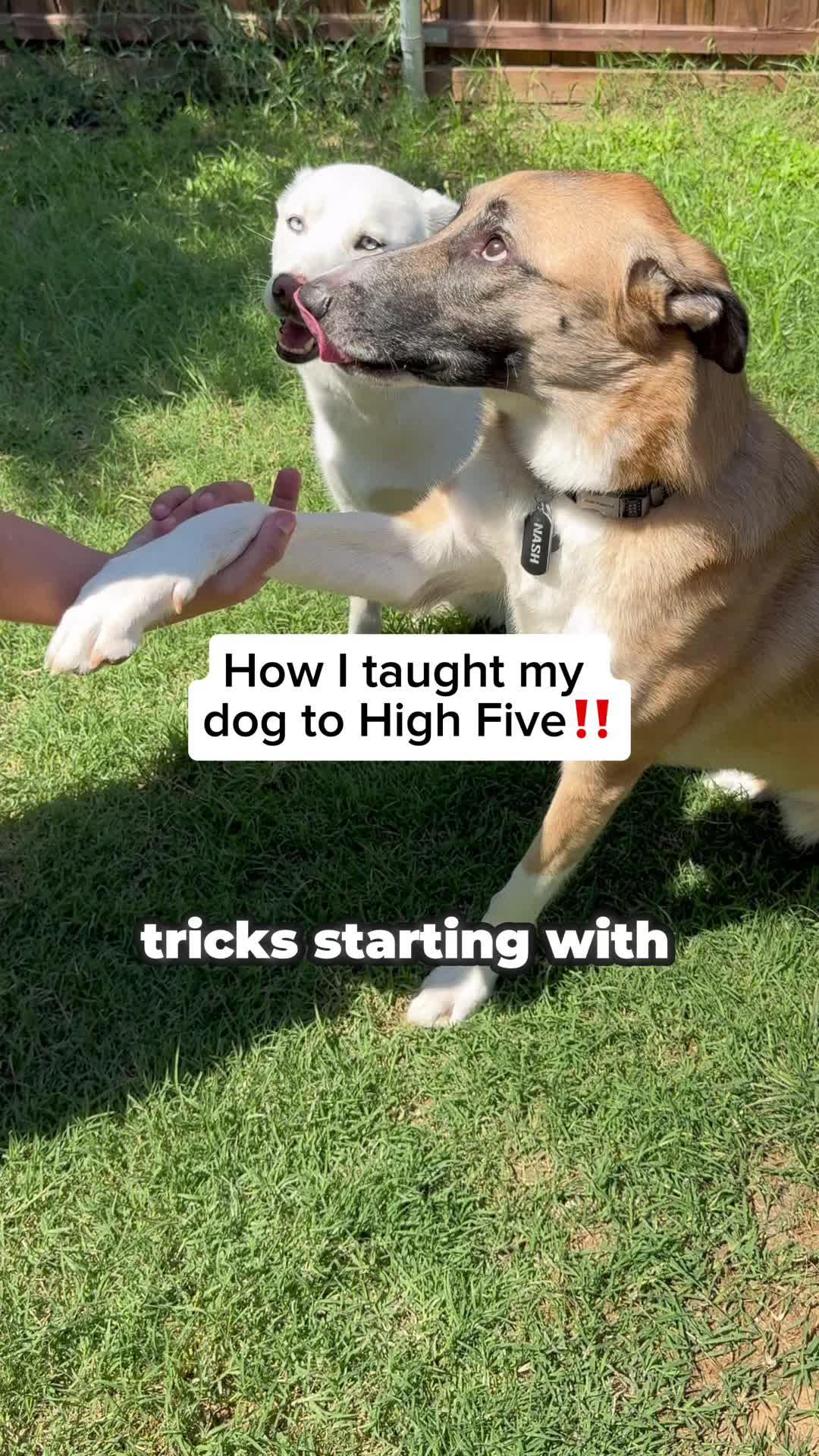 Stuggling to train you dog? Try Woofz!