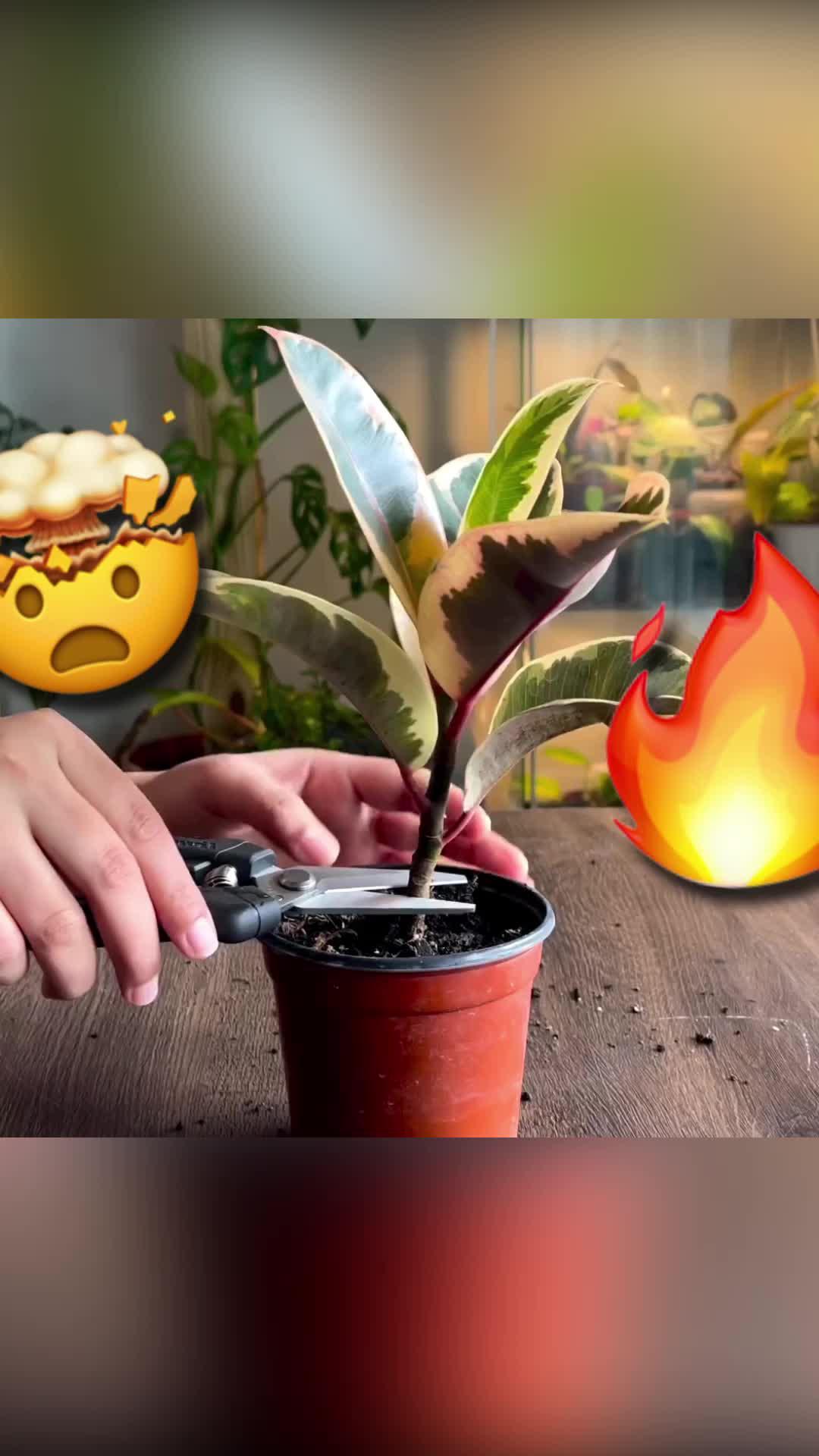 Track your plants' progress. Get personal notifications on plant care