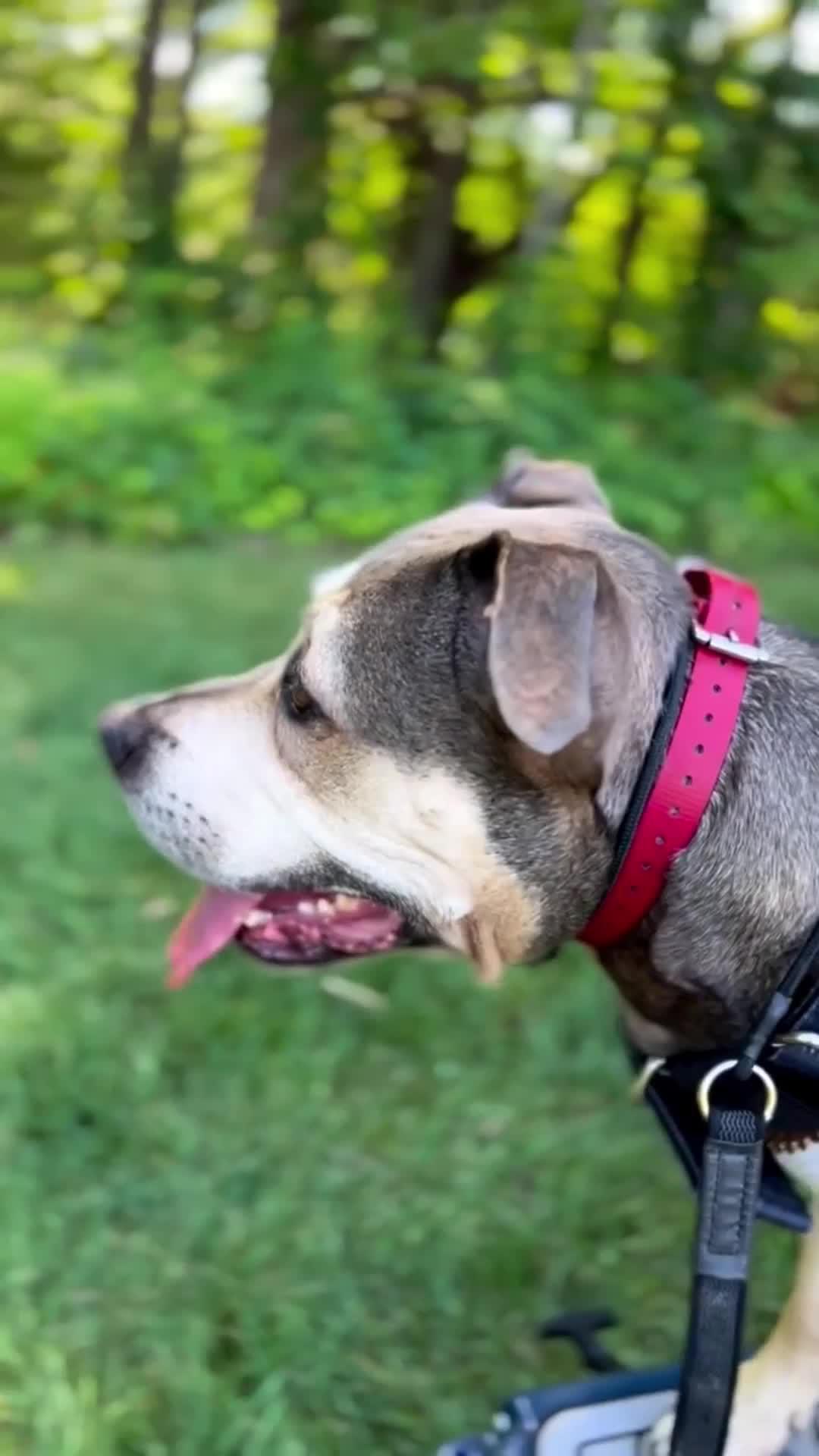 Personal trainings for your dog!