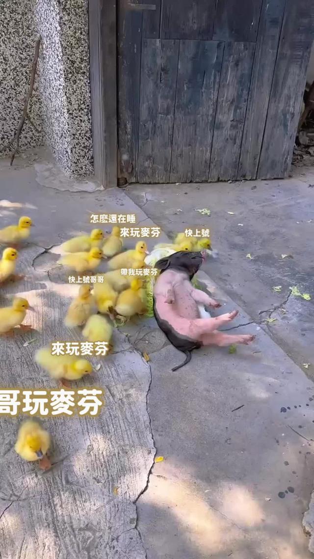 放著玩也能變超強，自動掛機升級，無限爆裝！現在點擊下載遊戲，一鍵免費領取十連抽、時裝、萌寵、掛飾