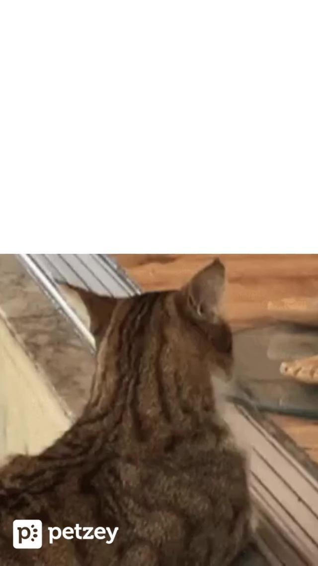 Ultimate pet wellness with Virtual Vet Pro Help anytime, anywhere!