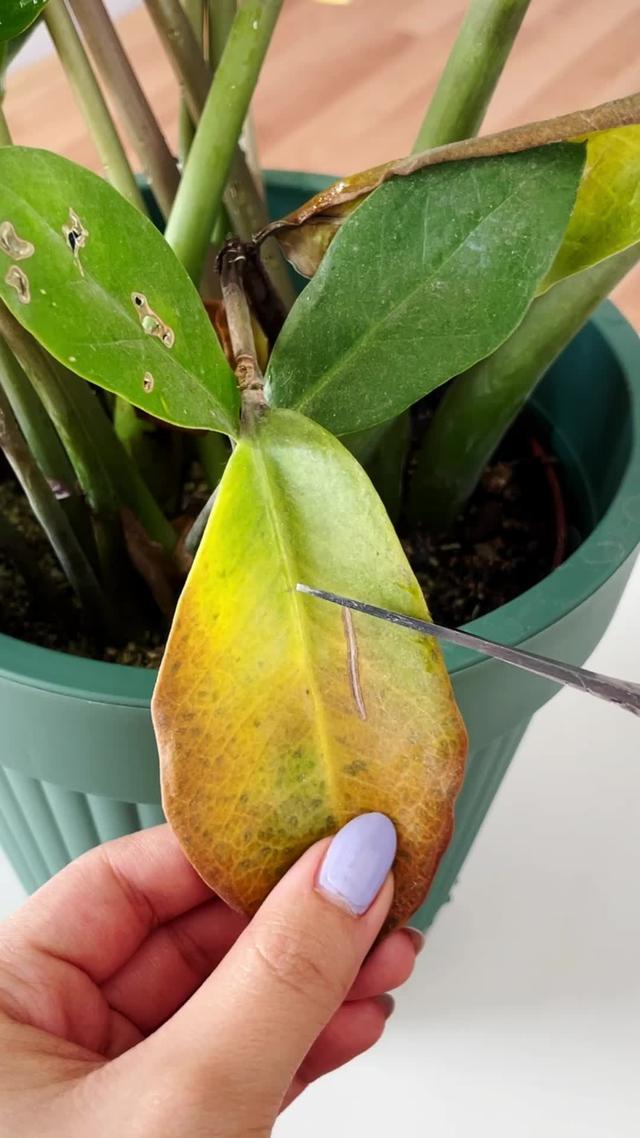 Spot plant issues before they blossom - Expert tips inside!