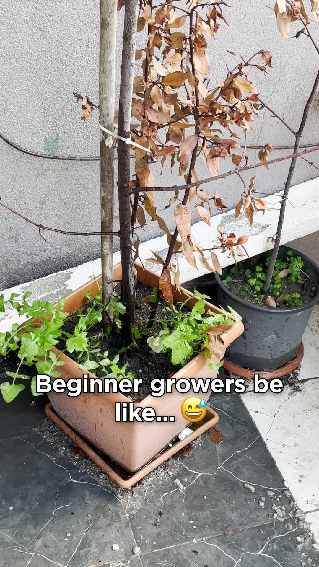 Identify any plant & diagnose plant diseases instantly!