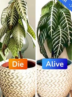 Stop Killing Your Plants!