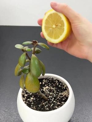 Wypróbuj apkę inteligentnego pomocnika roślin