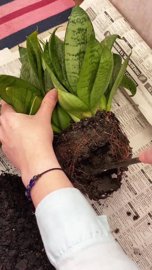 Your plants is our responsibility!