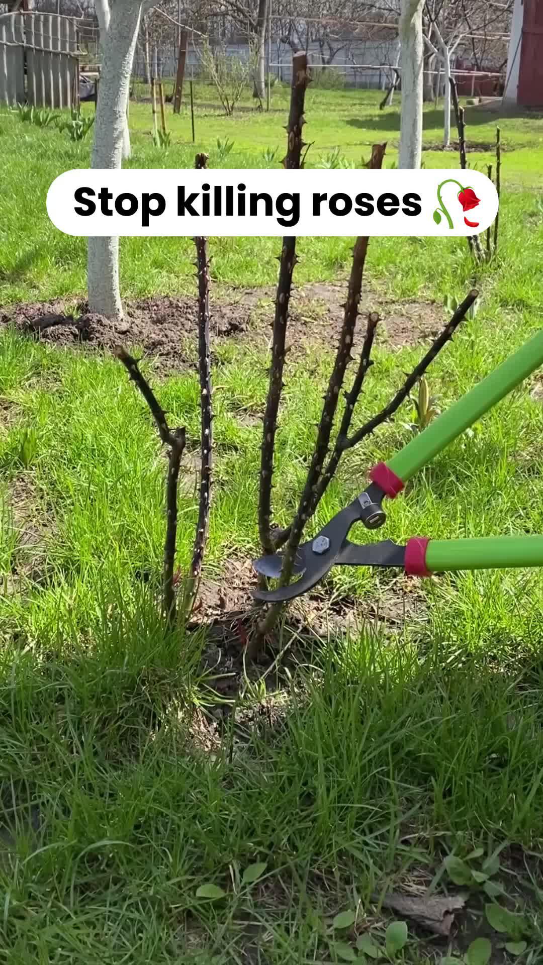 Identify plants with their disease.  Try a free plant!