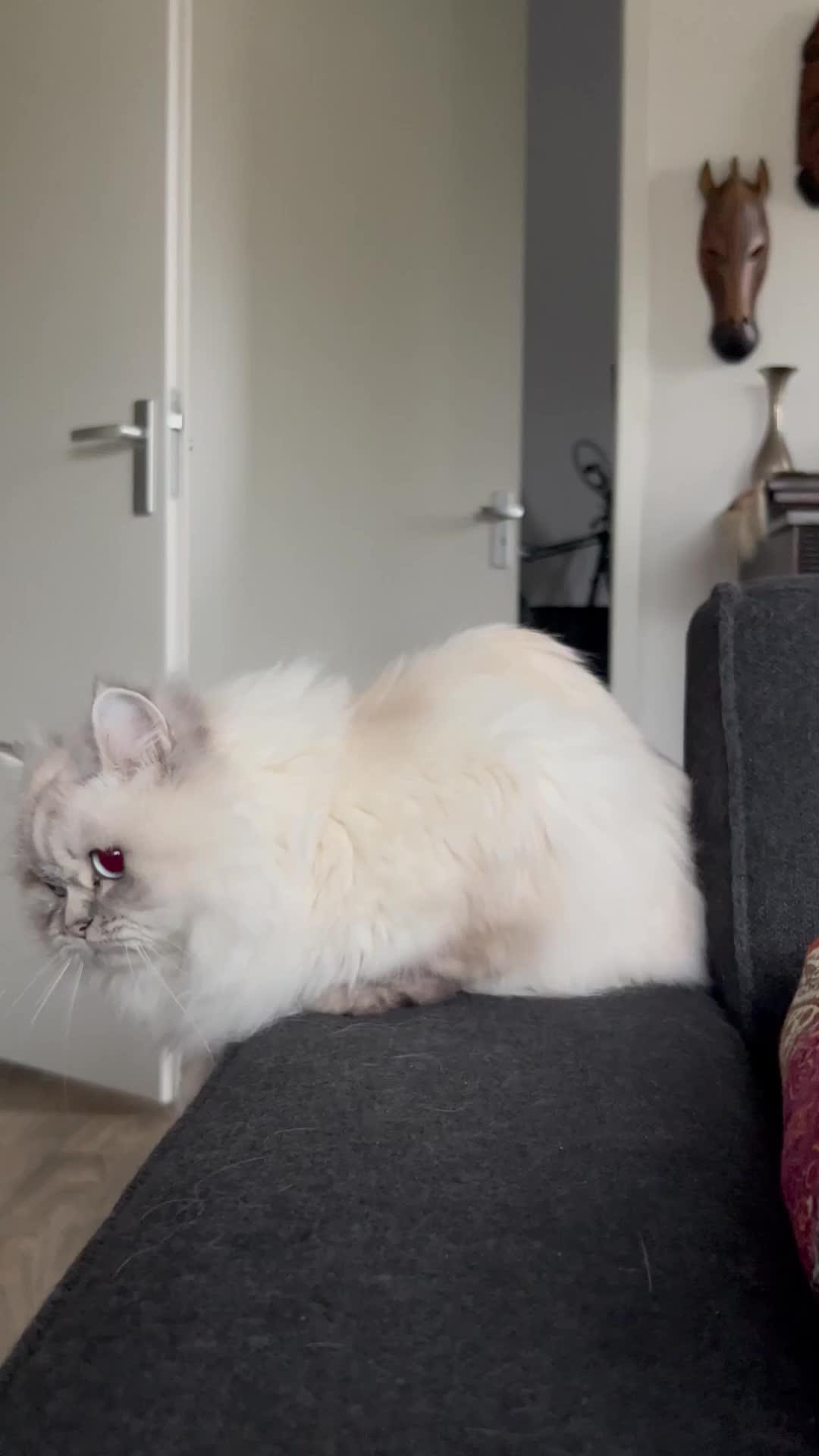 Unleash the hero in your cat!