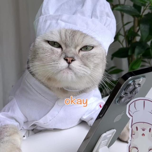 Cute Cat Relaxing Game