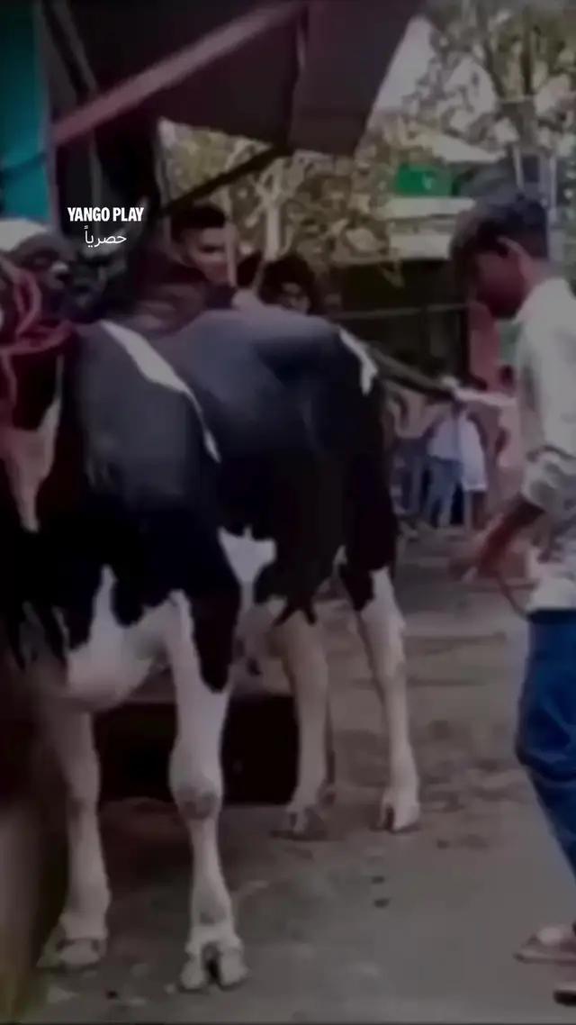بسسست. شوفوا ديبو حصرياً على يانغو بلاي من 13 سبتمبر! ومعلش يا أنور، رُكبتك تمام ولا لسا؟