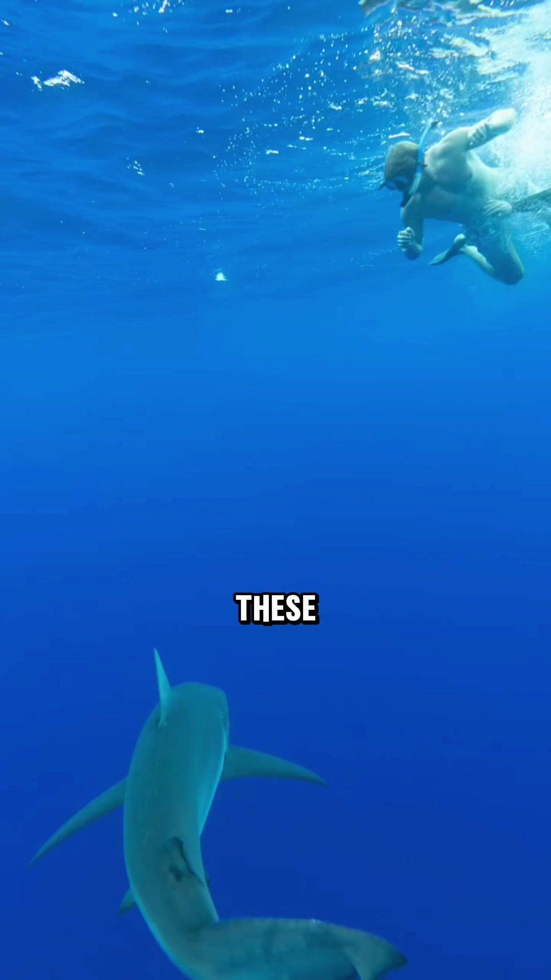 Come with me to Hawaii with the help from #chaton App🌴🌺🦈 #travel #hawaii #travelhack