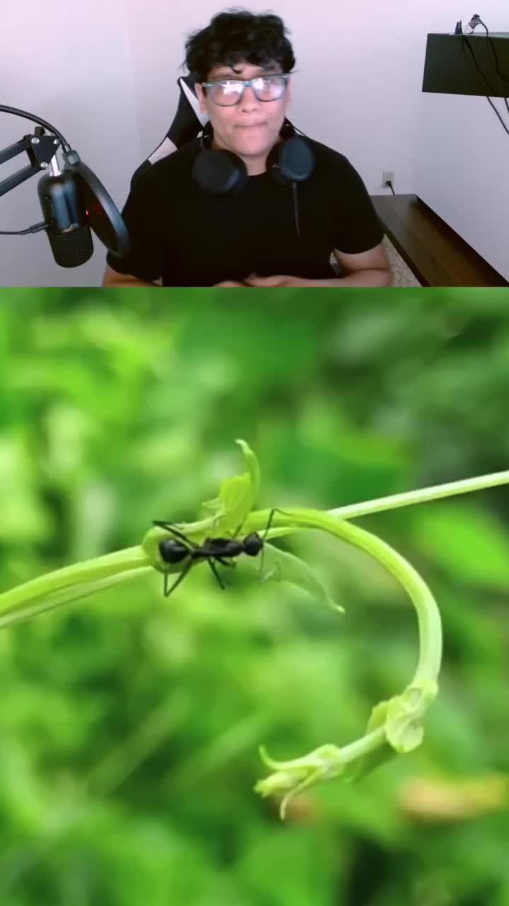 Join The Ants and start your legend!