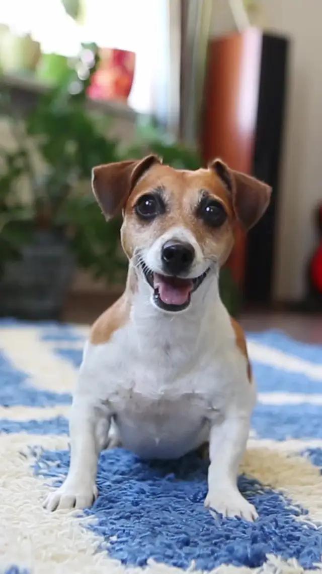 Understand pet feelings now