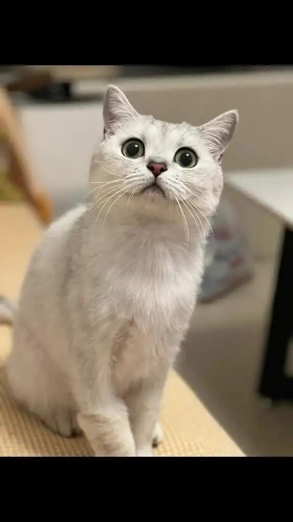 私のペットが人なら..AIマンガの顔、フェイスプレイで変身！