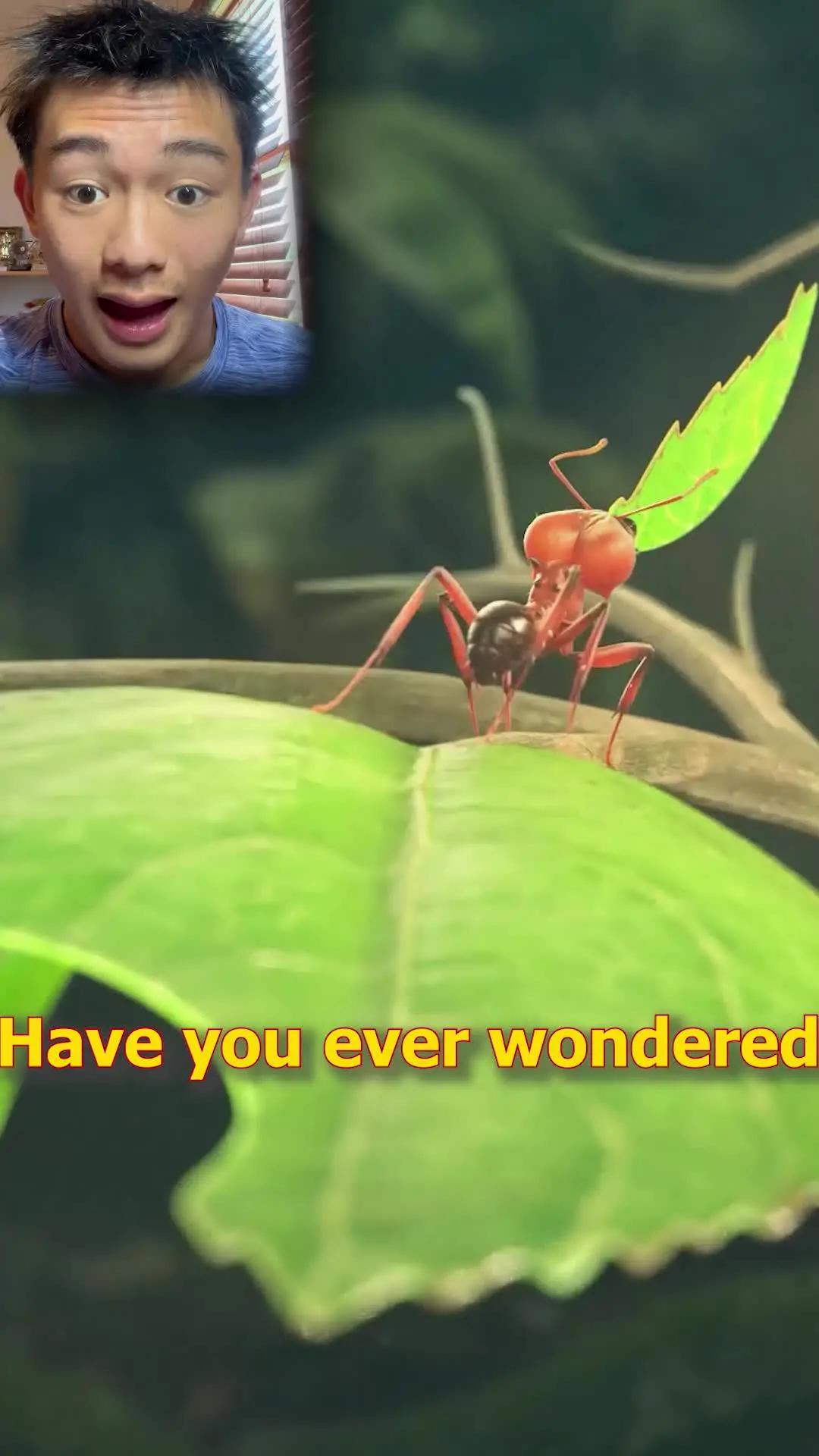 Start An Ant War Now!