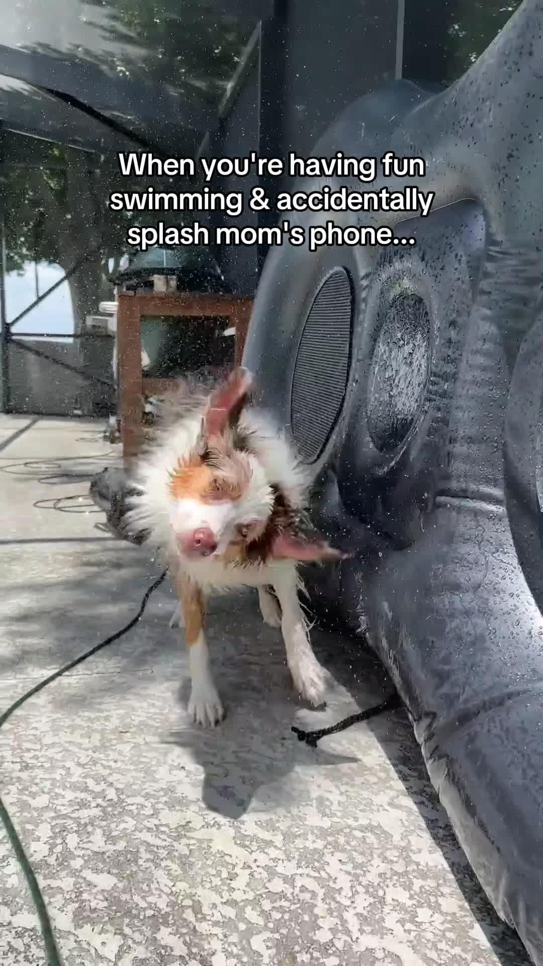 Better for pets. Easier for you! Shop the Chewy app today!