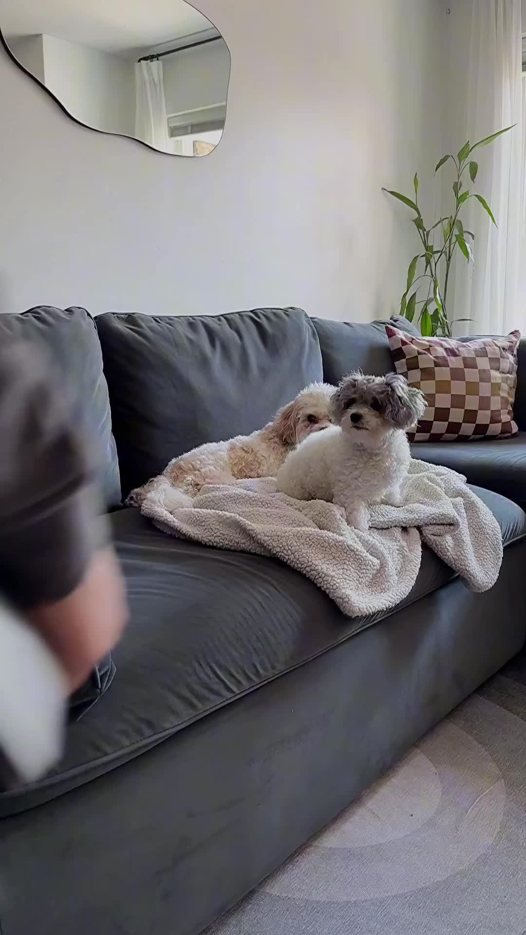 Let Rover introduce you to your next loving sitter or walker in your area.