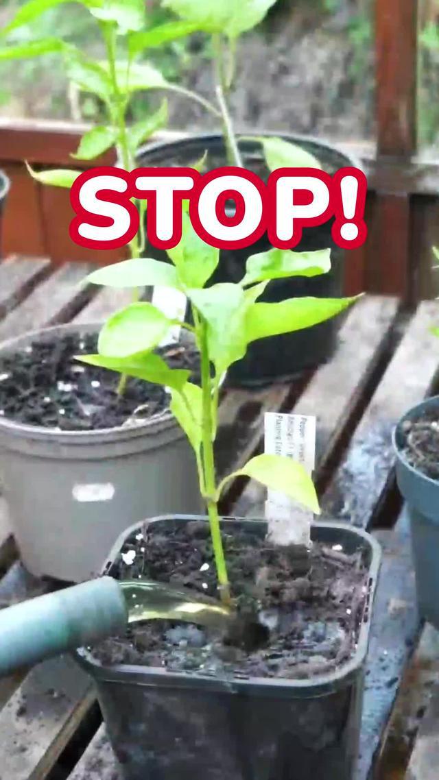 How to become a green thumb? Carl knows the answer! 