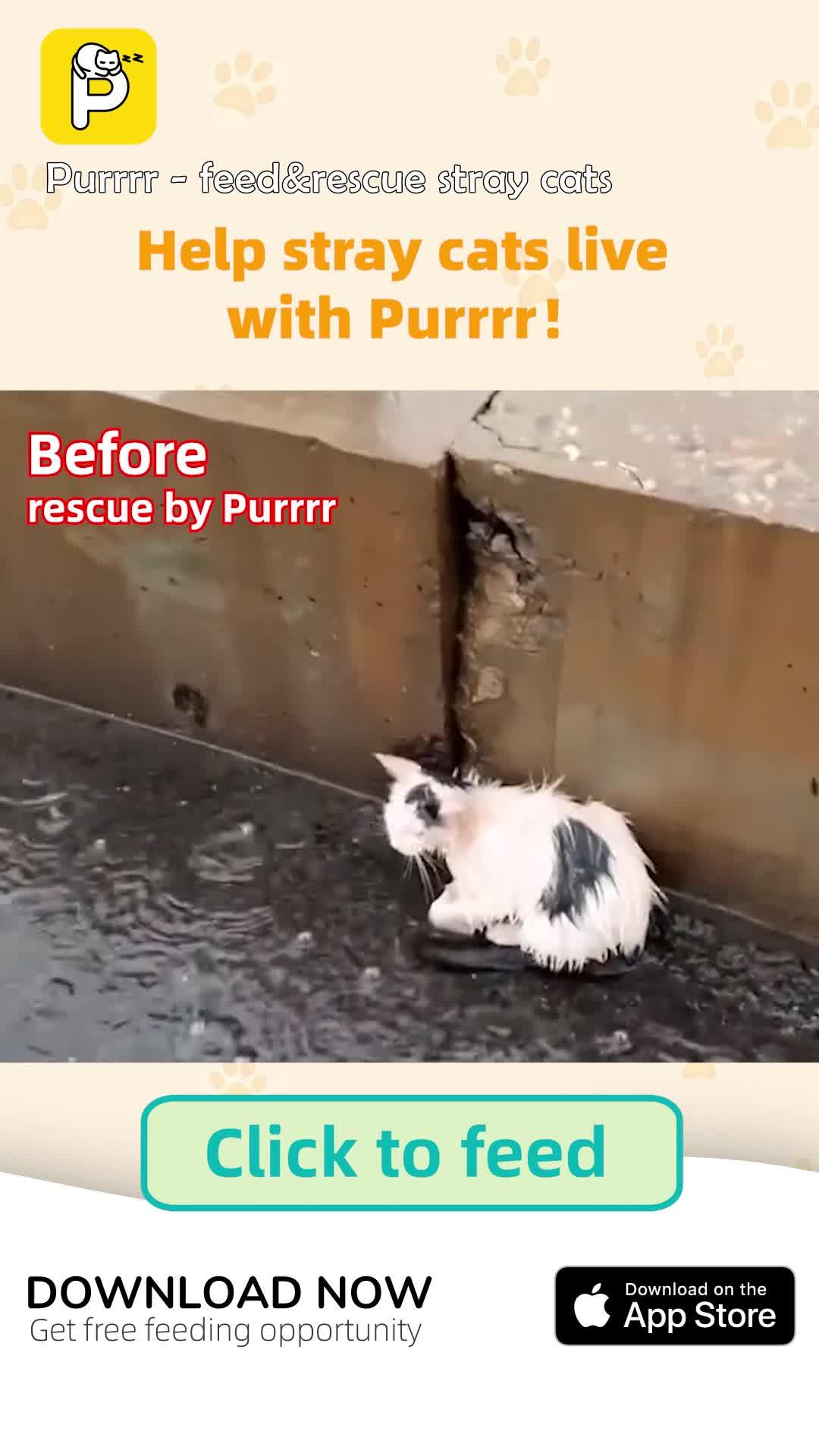Purrrr -feed&rescue stray cats: Online Feeding Entertainment