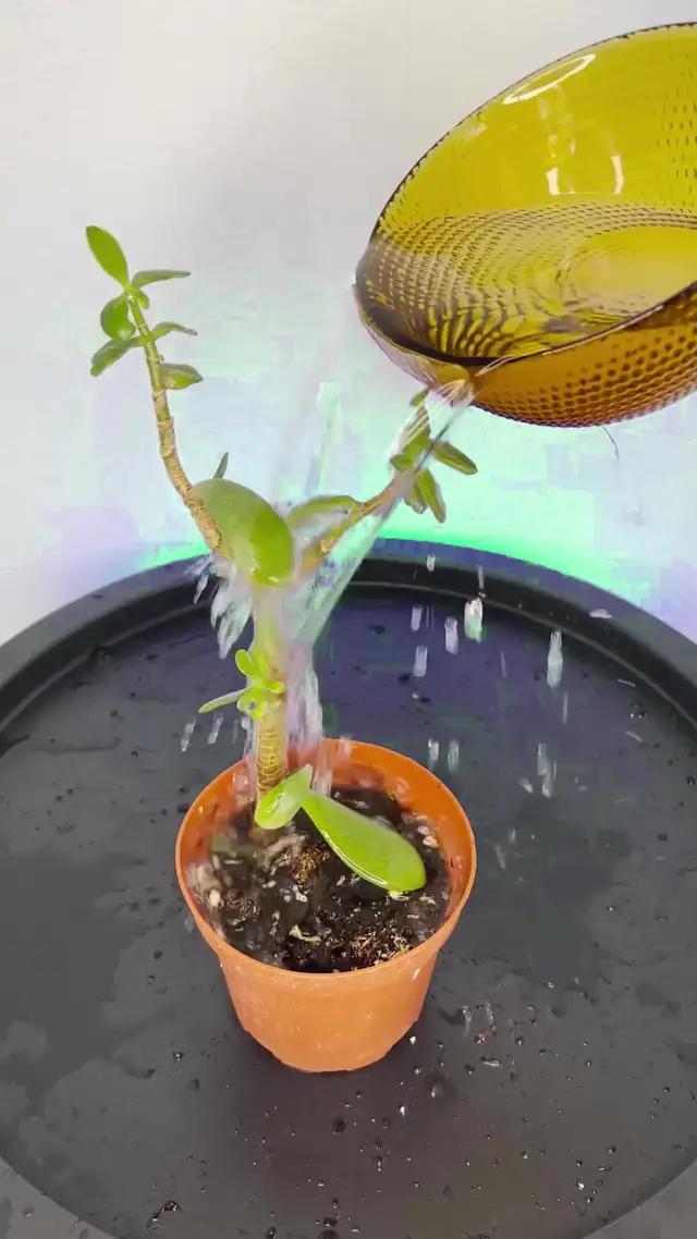 Laden Sie PlantIn KOSTENLOS herunter und erhalten 75% RABATT auf Premium-Funktionen