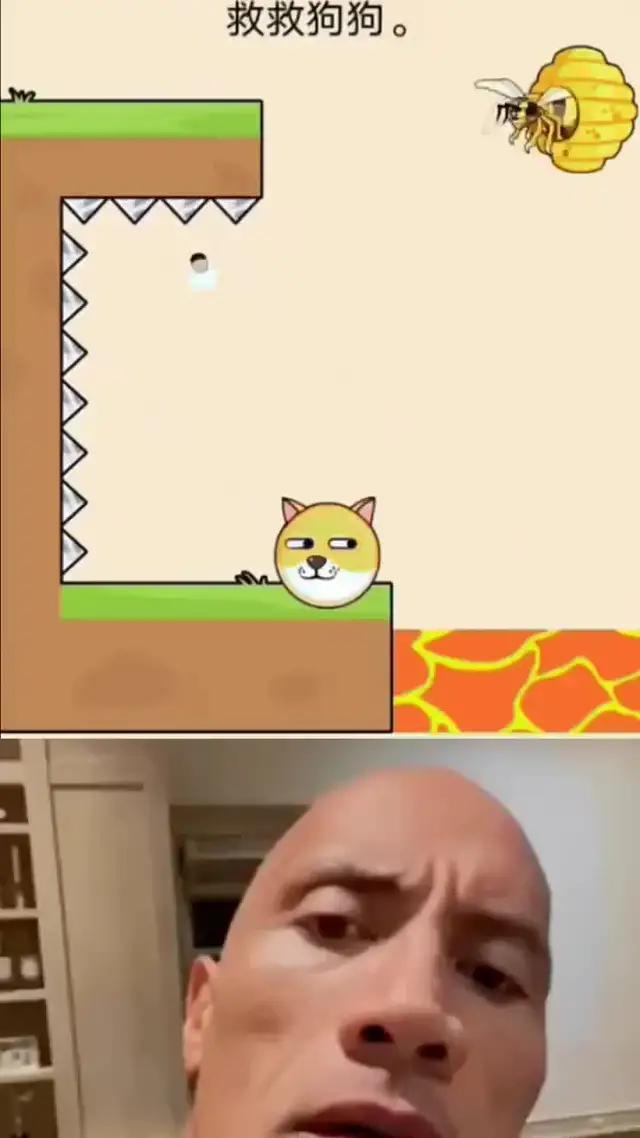 Dog Need Your Help !!!