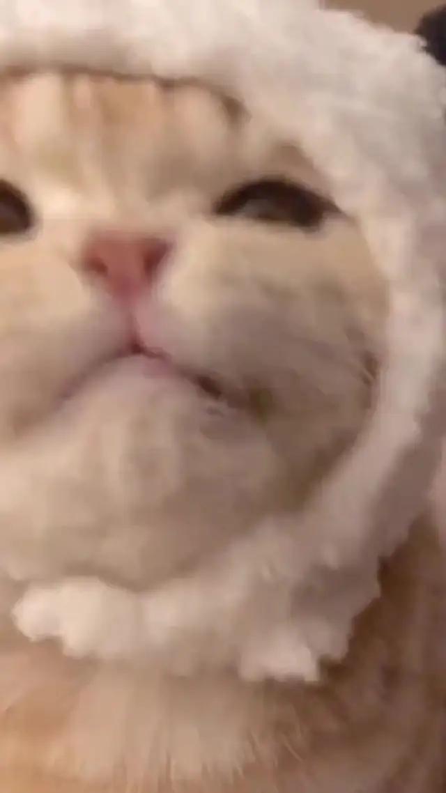 Animal expression recognition helps you understand your pet better--AI Photo Enhancer