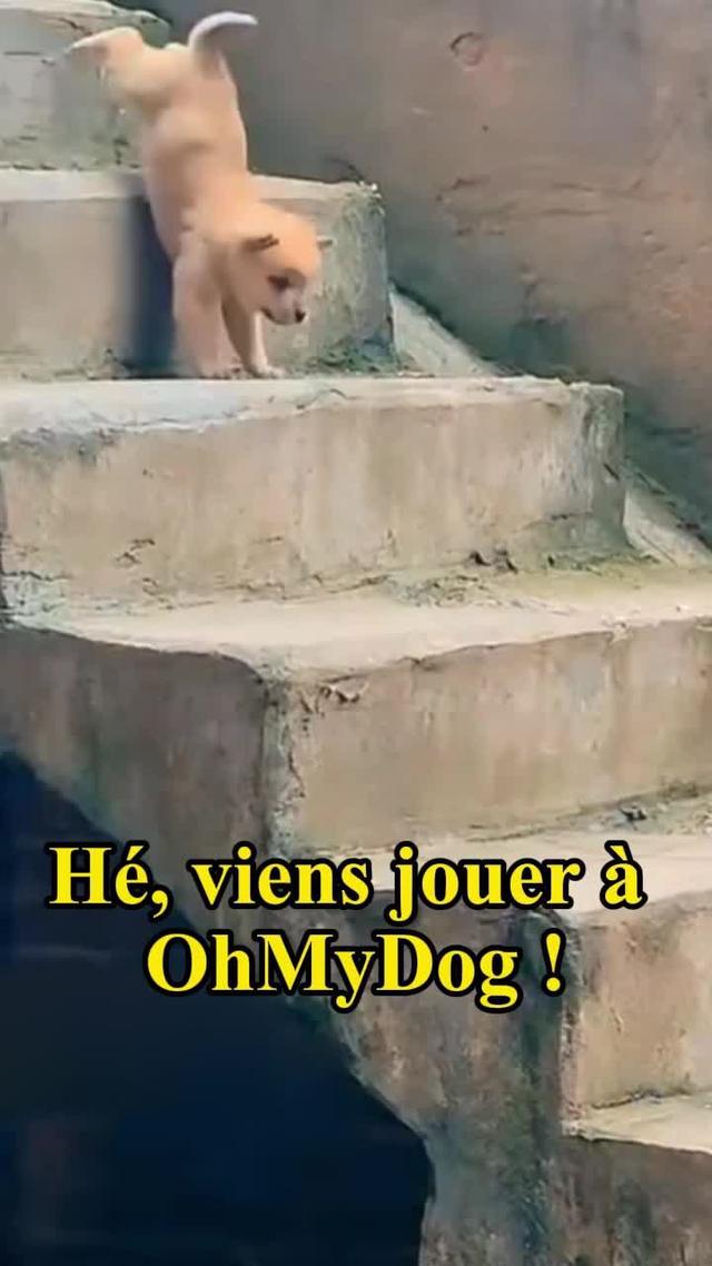 El primer juego móvil de personajes de perros