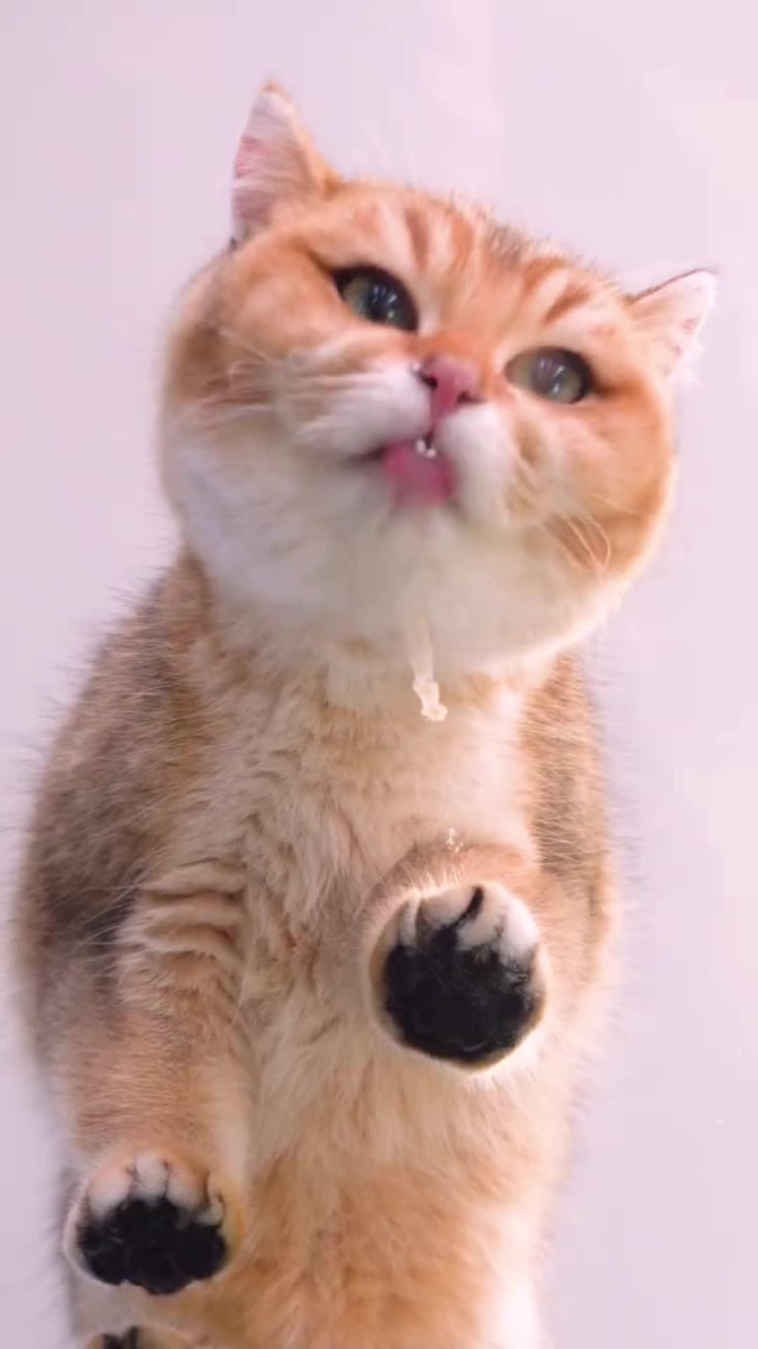 Raise a pet on your lock screen