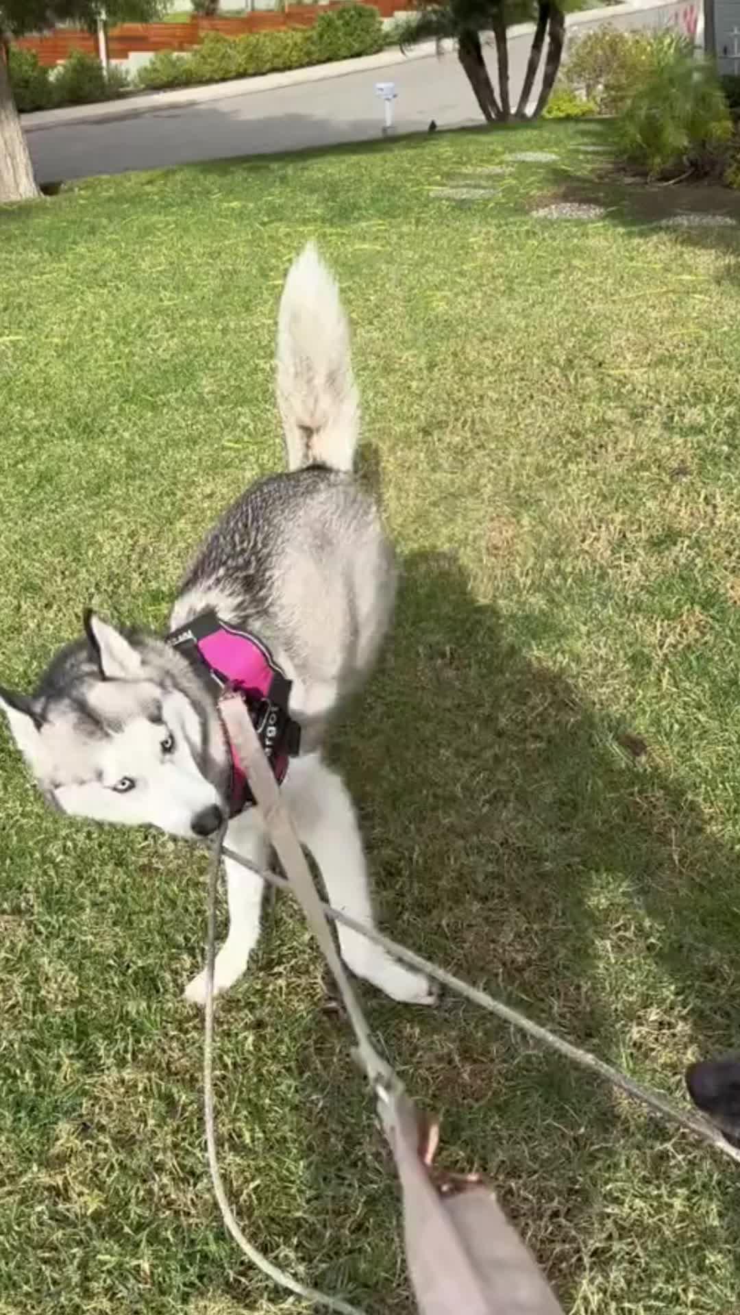 Elevate Your Pup's Skills with Woofz!