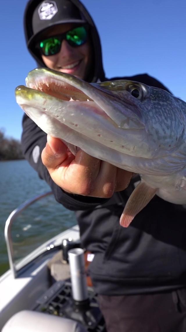 The one and only Fishbrain App helped me land some BIG Cold Water critters today! 😎🎣 #FishBrainTips #sponsored #fyp #foryou #fishing #fishtok #fisherman #fish #bigfish #outdoors #fishinglife #fishcontent #fishinglures #fishinglure #pikefishing #fallfishing #fishingtiktoks #winterfishing #pike 