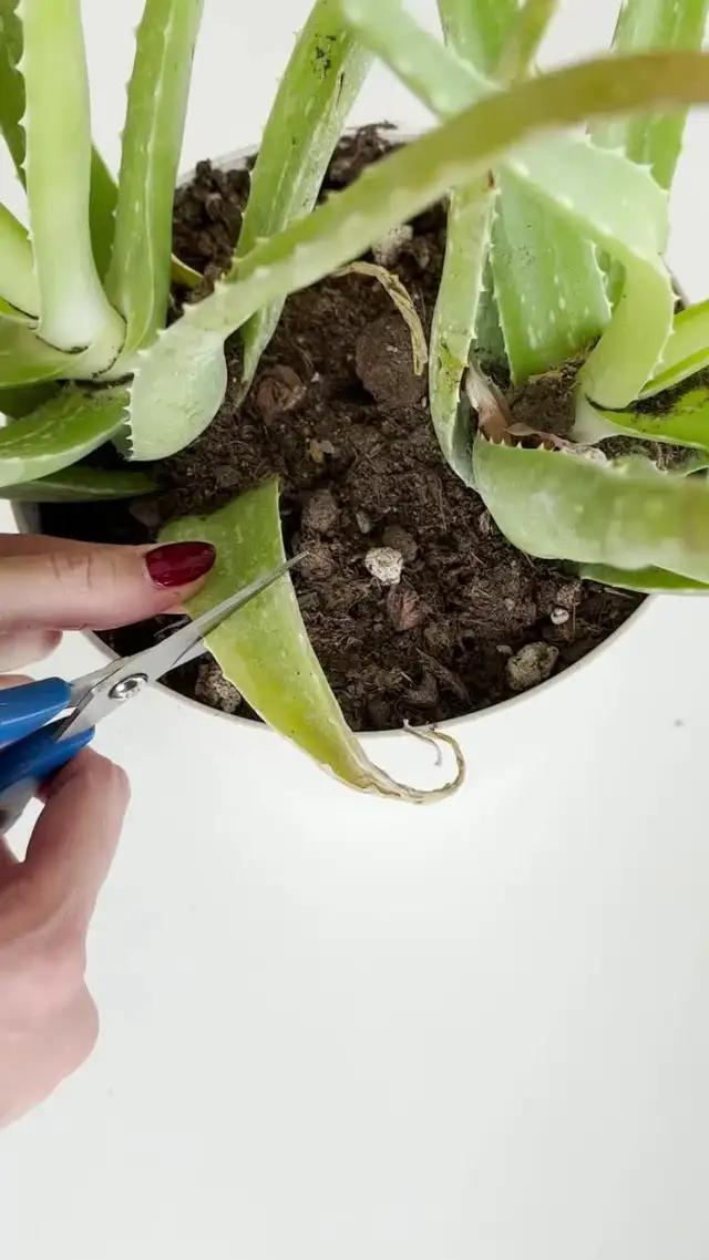 Did you try this before? Come on! Try it NOW for FREE!