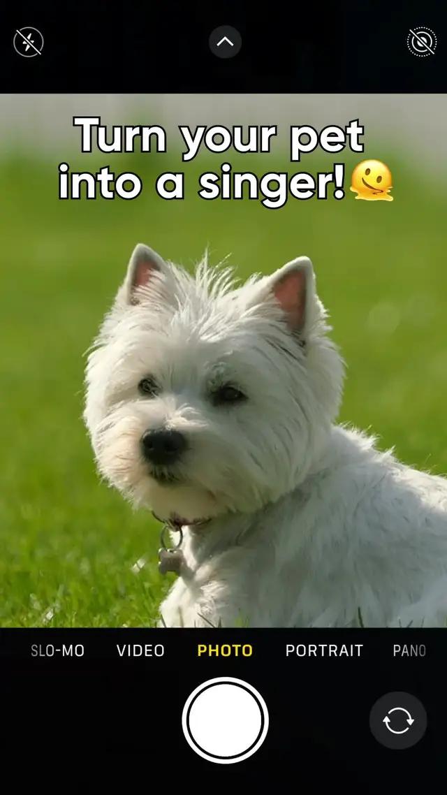 This app can make your pics danceee