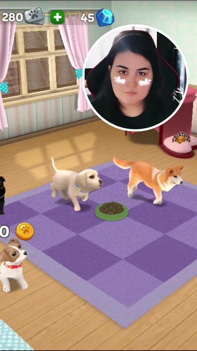 Dogs that you dreamed of!