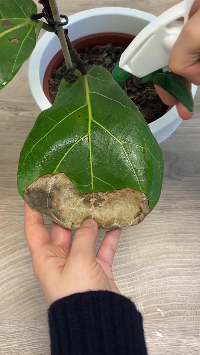 Lass deinen Garten in diesem Frühling blühen! Nutze PlantIn kostenlos!