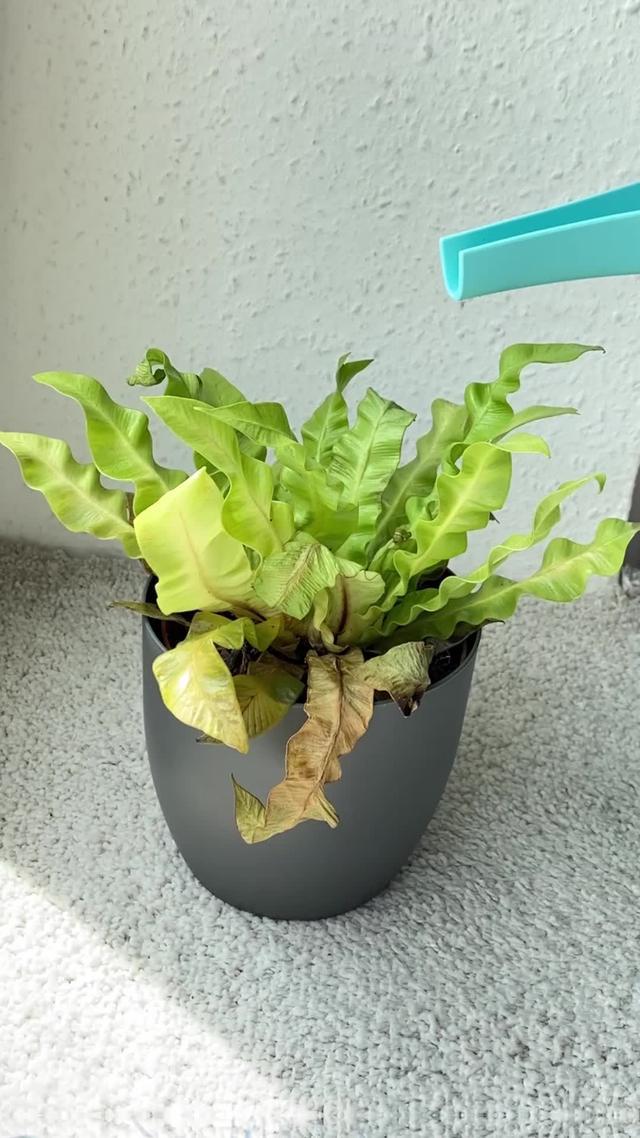 O que é essa planta? Devo removê-lo? Use o Carl para escanear e aprender mais sobre ele!