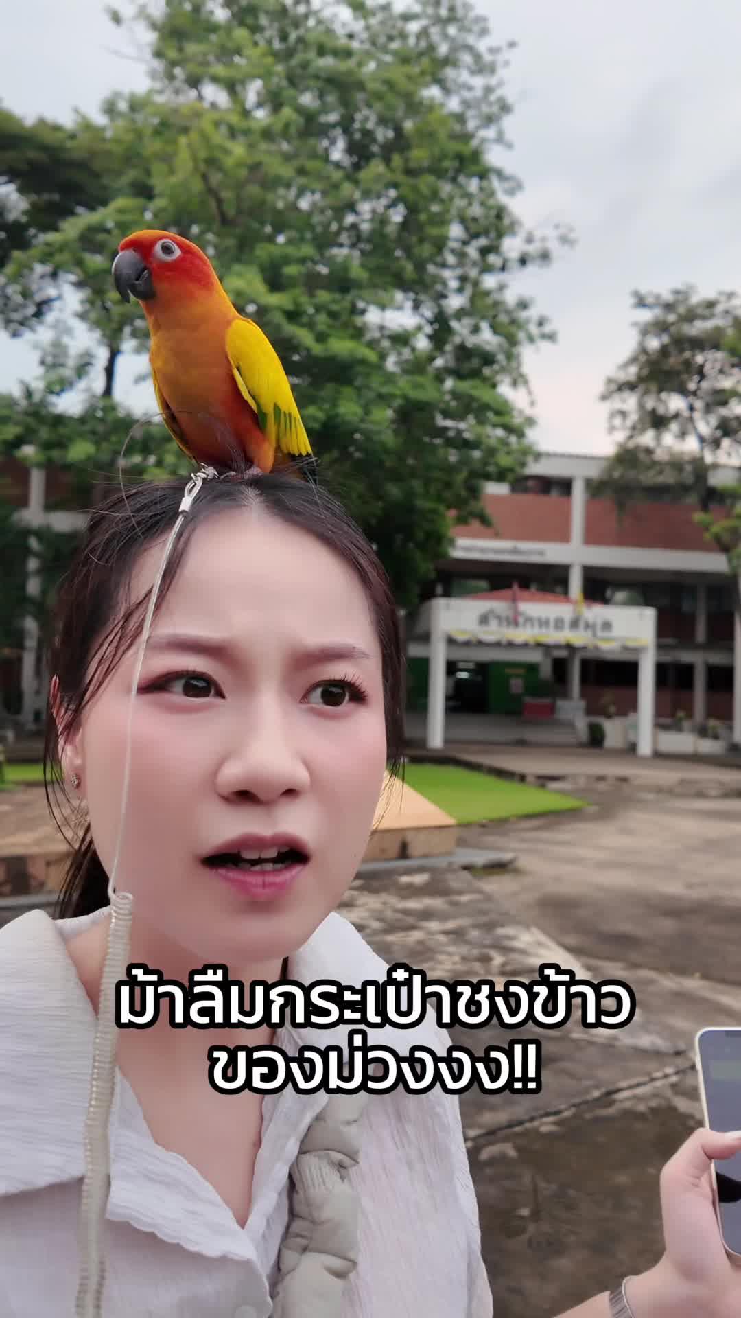 "เกือบไม่ทันแล้วววว ดีนะ ไม่งั้นมะม่วงเกือบอดข้าววว 🤣❤️  @Buz_TH  #น้องมะม่วงนกไม่มีลิ้น  #น้องมะม่วงสุกของแม่ #Buz #BuzTH #BuzThailand "