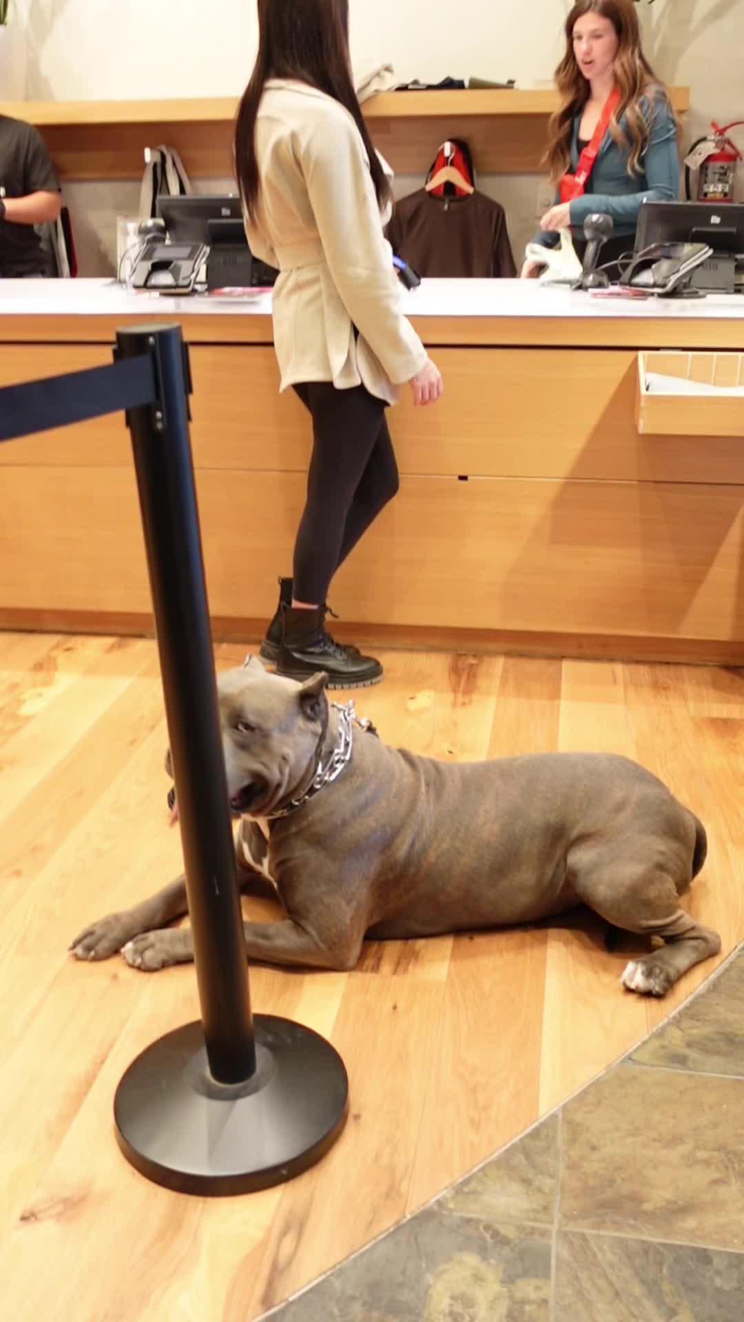 Start training your dog like a pro!