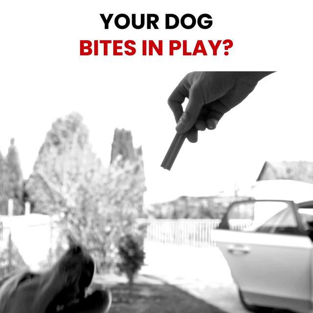 Start training your dog today with the top Dog Training App in the world.