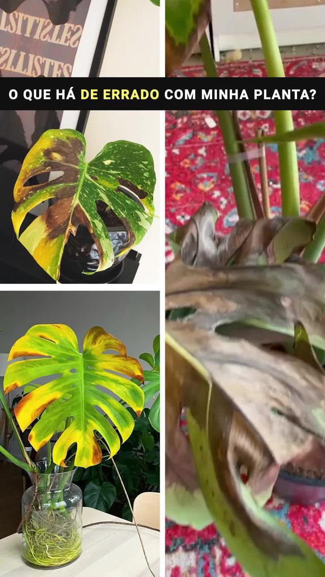 Como se tornar um polegar verde? PlantIn sabe a resposta! 