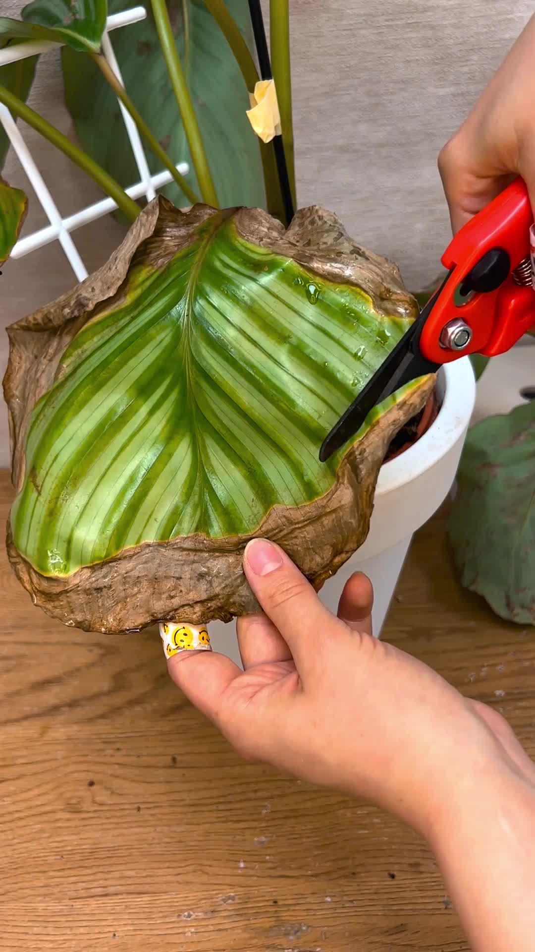 Identify plants with their disease.  Try a free plant!