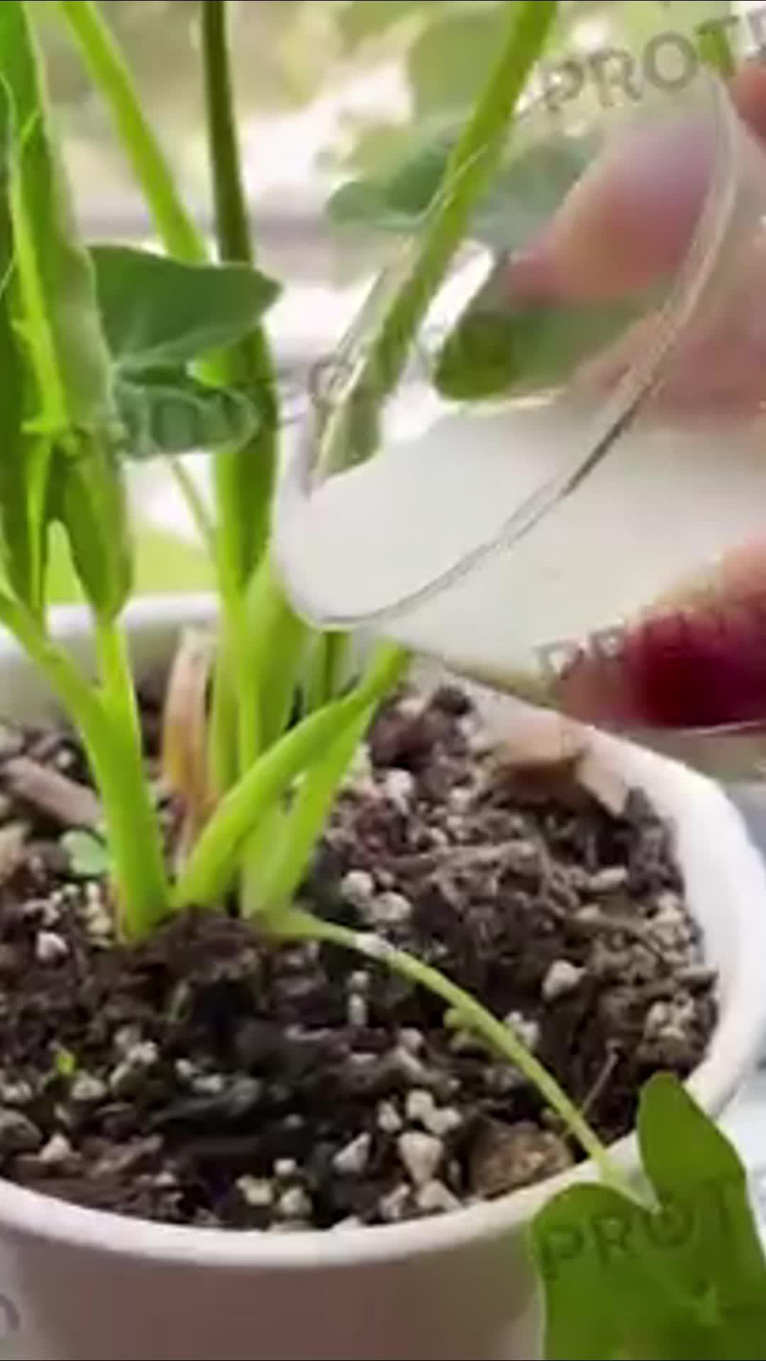 Make plant care simple, enjoyable and easy!