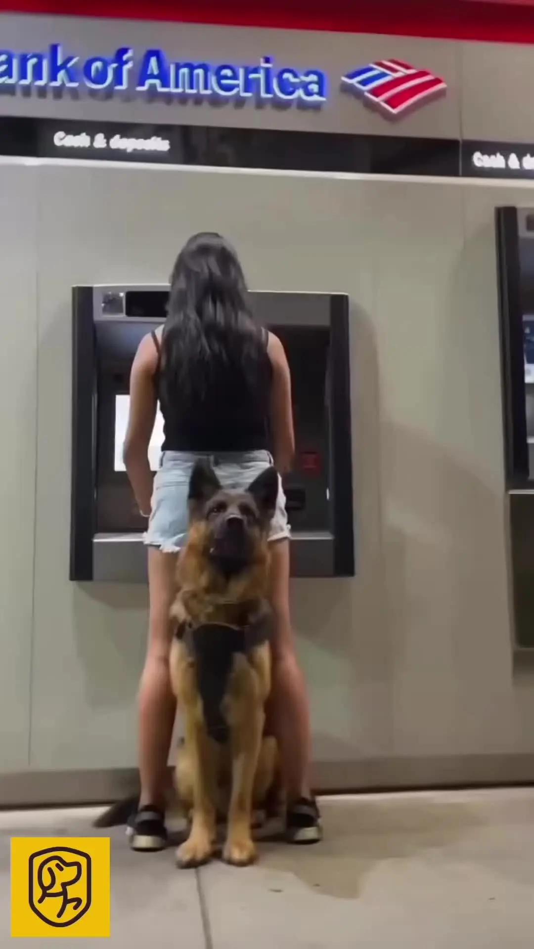 Elevate Your Pup's Skills with Woofz!