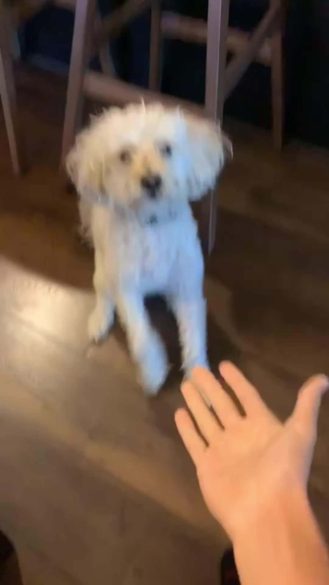 Elevate Your Pup's Skills with Woofz!